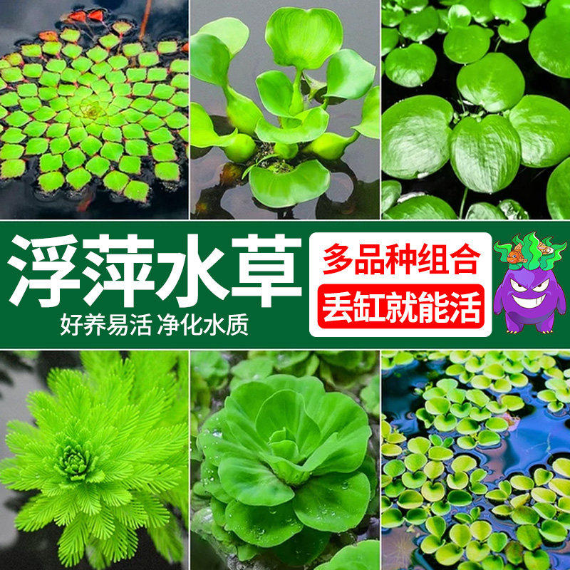 浮萍水草植物鱼缸造景水培龟缸躲避净化水质一叶莲水芙蓉水葫芦