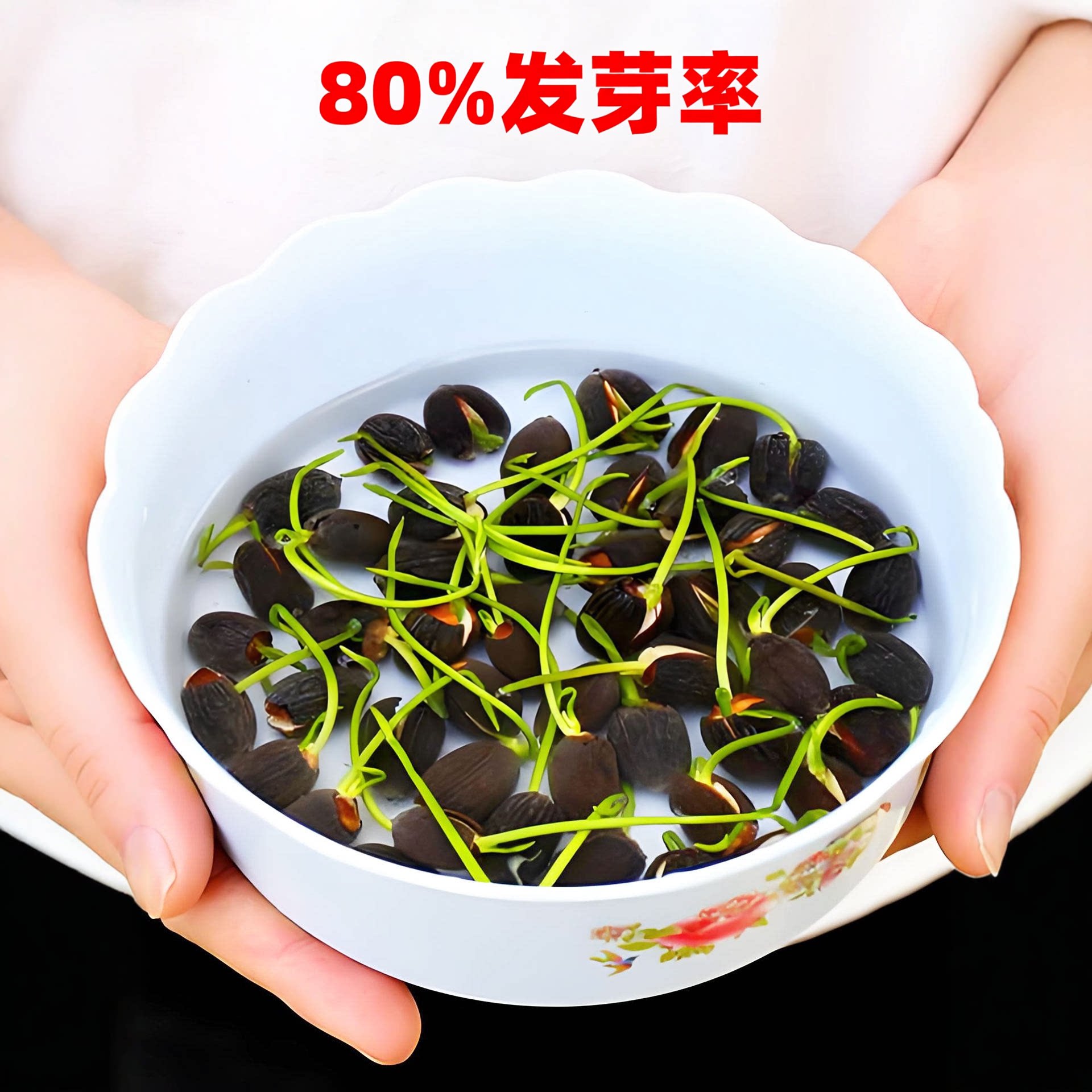 四季可养荷花种子水培植物花卉室内客厅阳台莲花好养碗莲睡莲盆栽