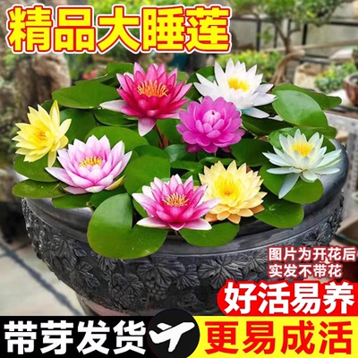 睡莲水培植物多季开花