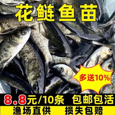 花鲢鱼苗大头鱼苗超大鲢鳙超大大头鱼苗胖头鱼淡水养殖鳙鱼苗食用