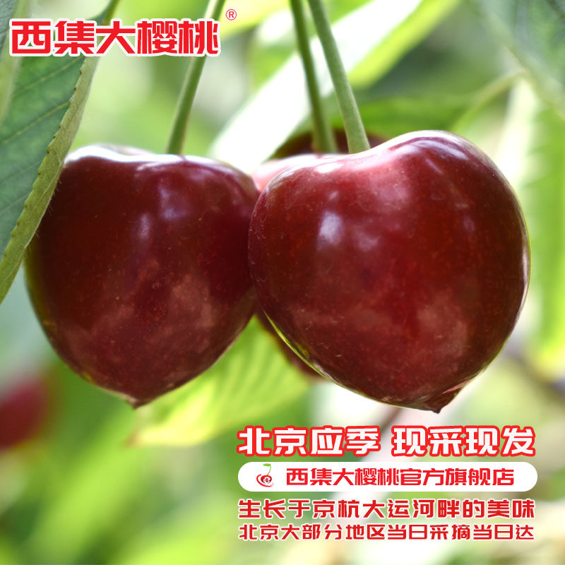 萨米脱鸡心西集中国大陆通州车厘子大樱桃5斤装孕妇北京当季新鲜