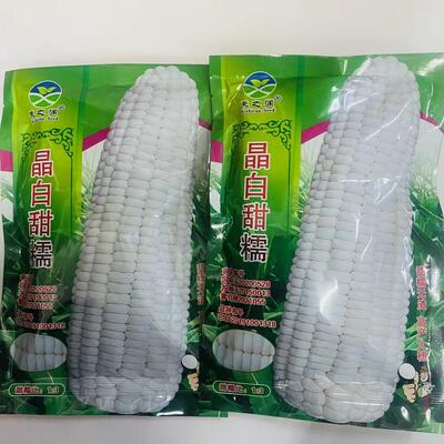 晶白甜糯玉米种子甜糯大棒春秋季播高产抗病加甜糯鲜食玉米籽种