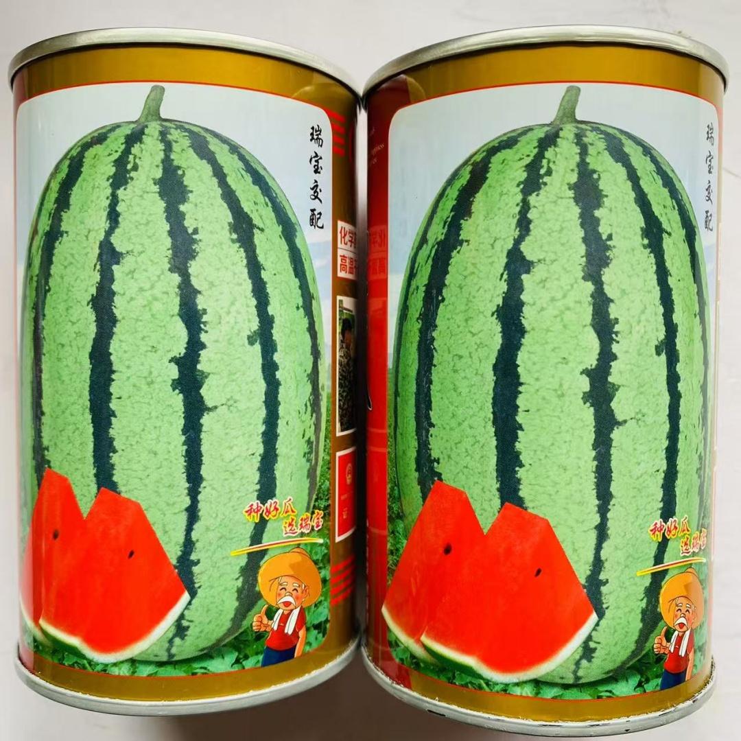 椭圆形八号西瓜种子抗病脆甜中熟