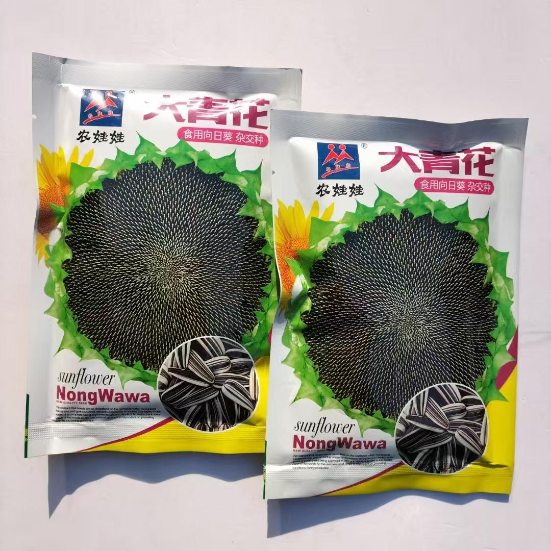大青花食用向日葵种孑高产向日葵种籽矮葵花种子观赏太阳花种籽