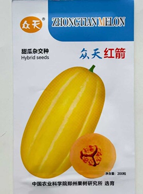 众天红箭甜瓜种子早熟果肉橙色皮色金黄椭圆形香瓜种籽春季播水果