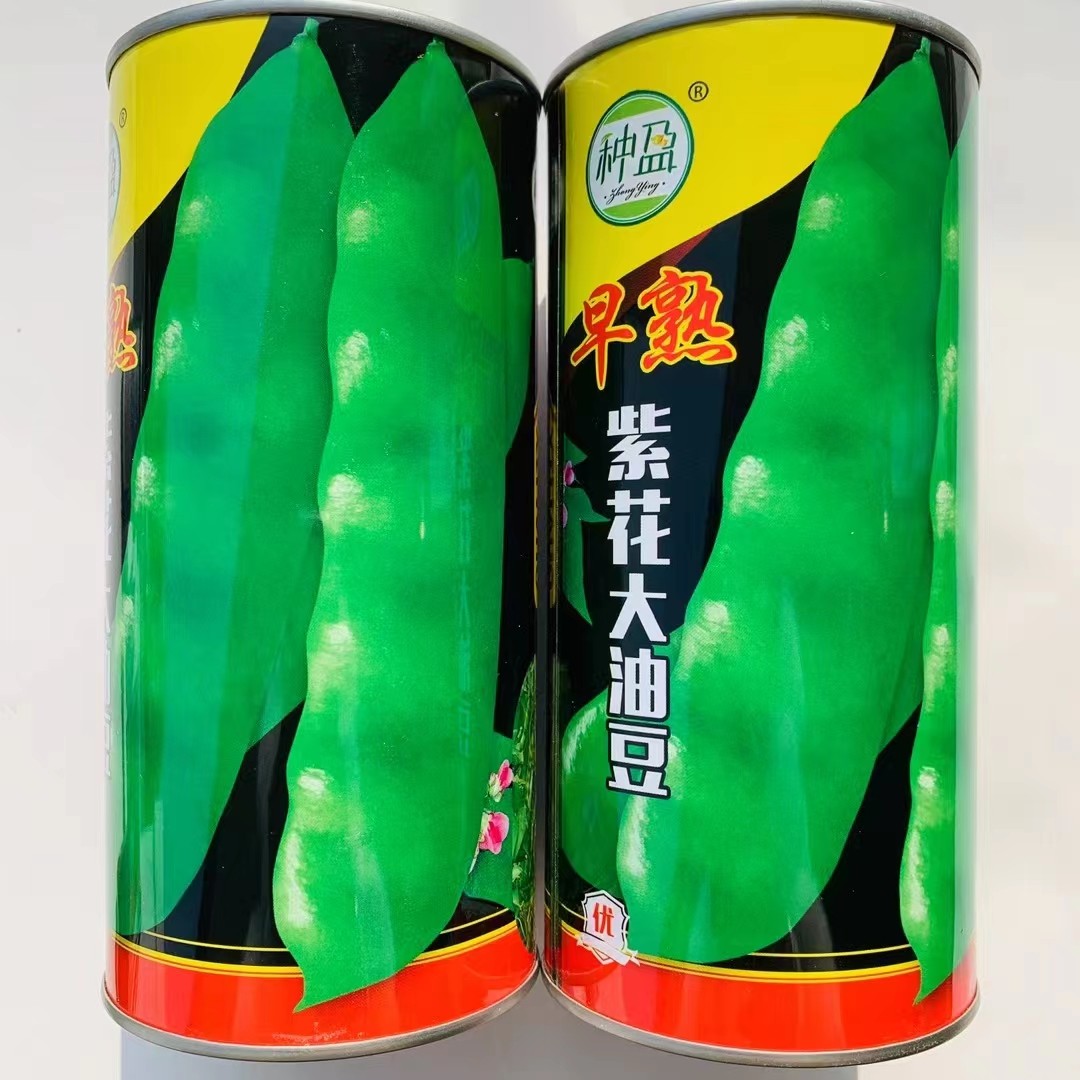 种盈早熟紫花大油豆种子早熟露地大棚豆角种籽豆荚深绿油亮大宽荚