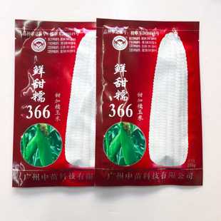 中苗鲜甜糯366加甜糯玉米种子春秋播大棒早熟高产鲜食白玉米种籽