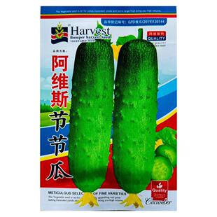 阿维斯节节瓜黄瓜种子中早熟旱地黄瓜种子短棒型水果黄瓜蔬菜种籽