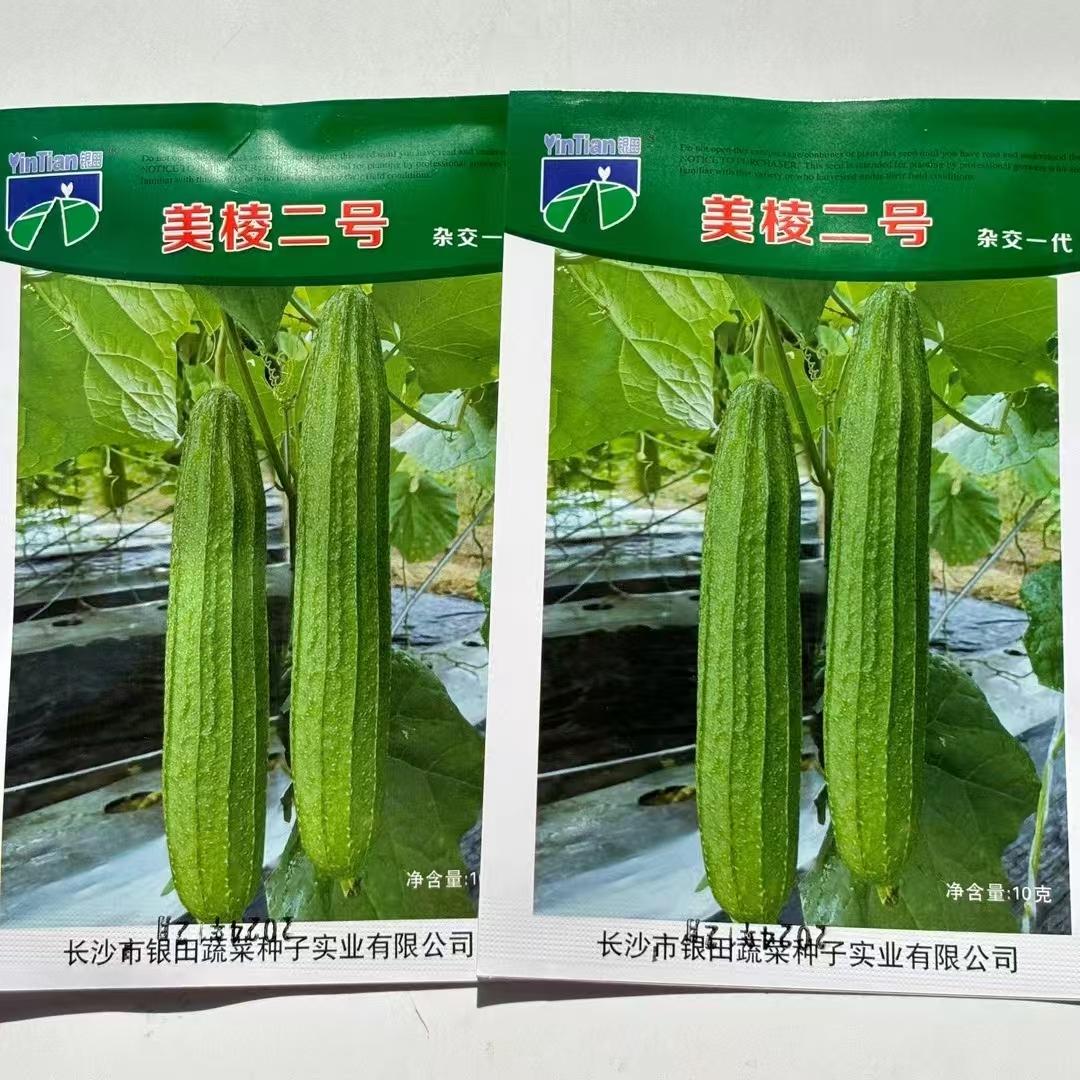 花点肉丝瓜种子早熟高产