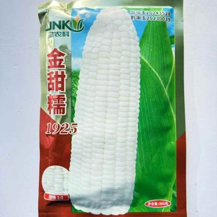 金甜糯1925白甜糯玉米种子国审玉米鲜食糯粘玉米种籽春秋播种玉米
