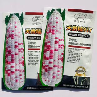 天贵糯937彩甜糯鲜香玉米种子色泽红亮籽粒饱满甜糯玉米蔬菜种籽