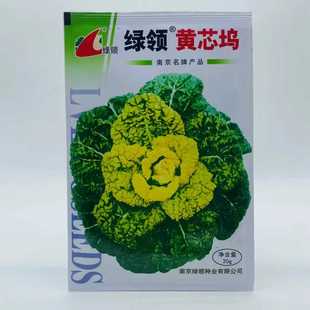绿领黄芯乌塌菜种子黄心菊花心黑白菜籽黄心坞蔬菜种孑金花卷心菜