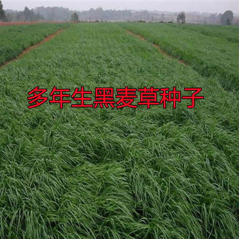 多年生黑麦草种子耐寒牧草种孑四季长青冬牧70黑麦草籽草坪种籽