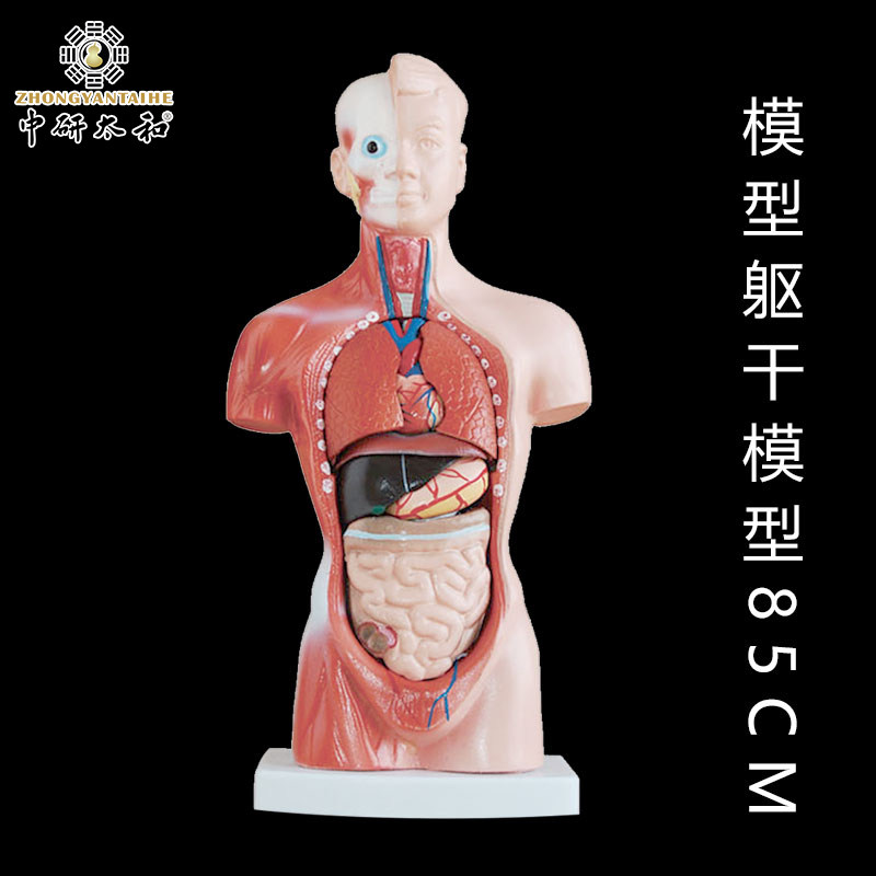 人体部位骨骼模型腹部位骨骼模型 医用骨骼模型教学模型