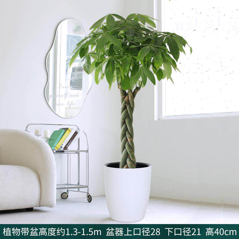 销发财树盆栽单杆辫子室内植物客厅办公室前台招财大颗绿植开业厂