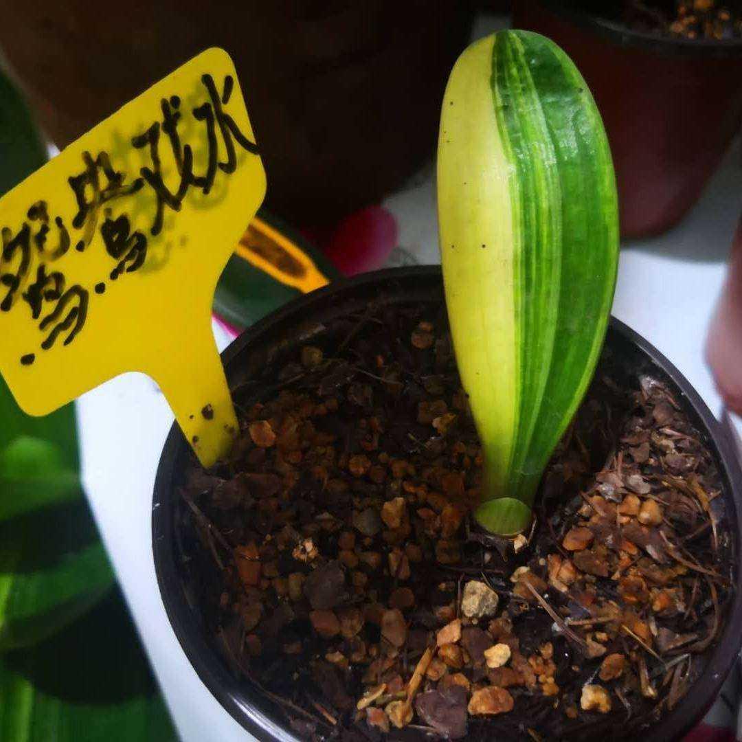 金丝彩兰彩兰君子兰小苗花卉盆栽植物开花佛光坑纹麻脸和尚立板