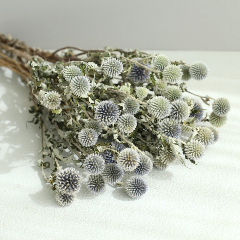 蓝星球 蓝刺芹干花花束 婚礼手捧花配花花材 家居装饰客厅摆件