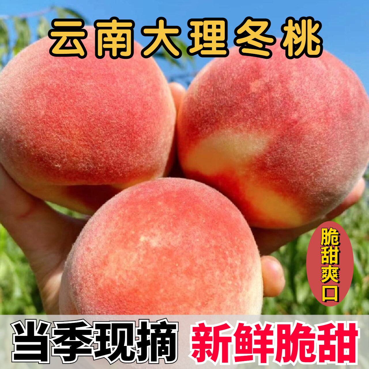 现摘云南大理雪桃水果冬桃脆甜