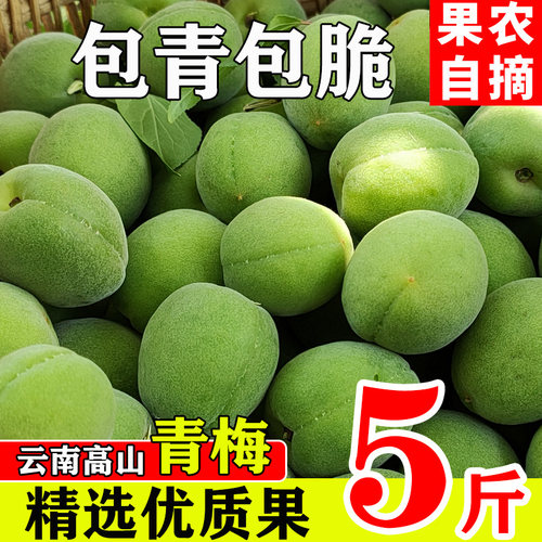 云南高山青梅鲜果现摘泡酒梅子酵素专用水果丽江照水梅子大理盐梅