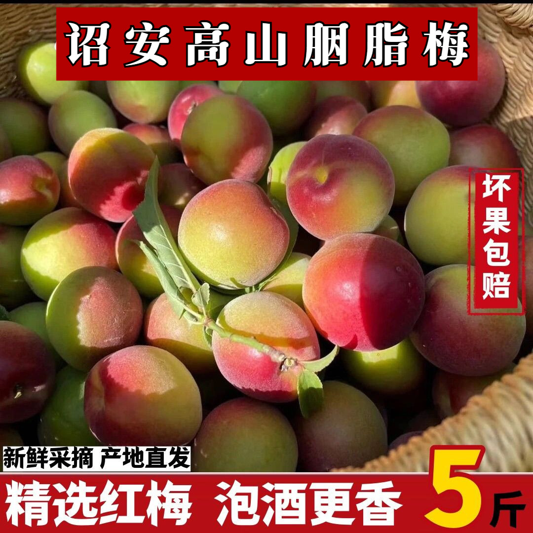 诏安新鲜胭脂梅酸梅子酵素梅青梅鲜果深山泡酒水果现摘5斤装包邮