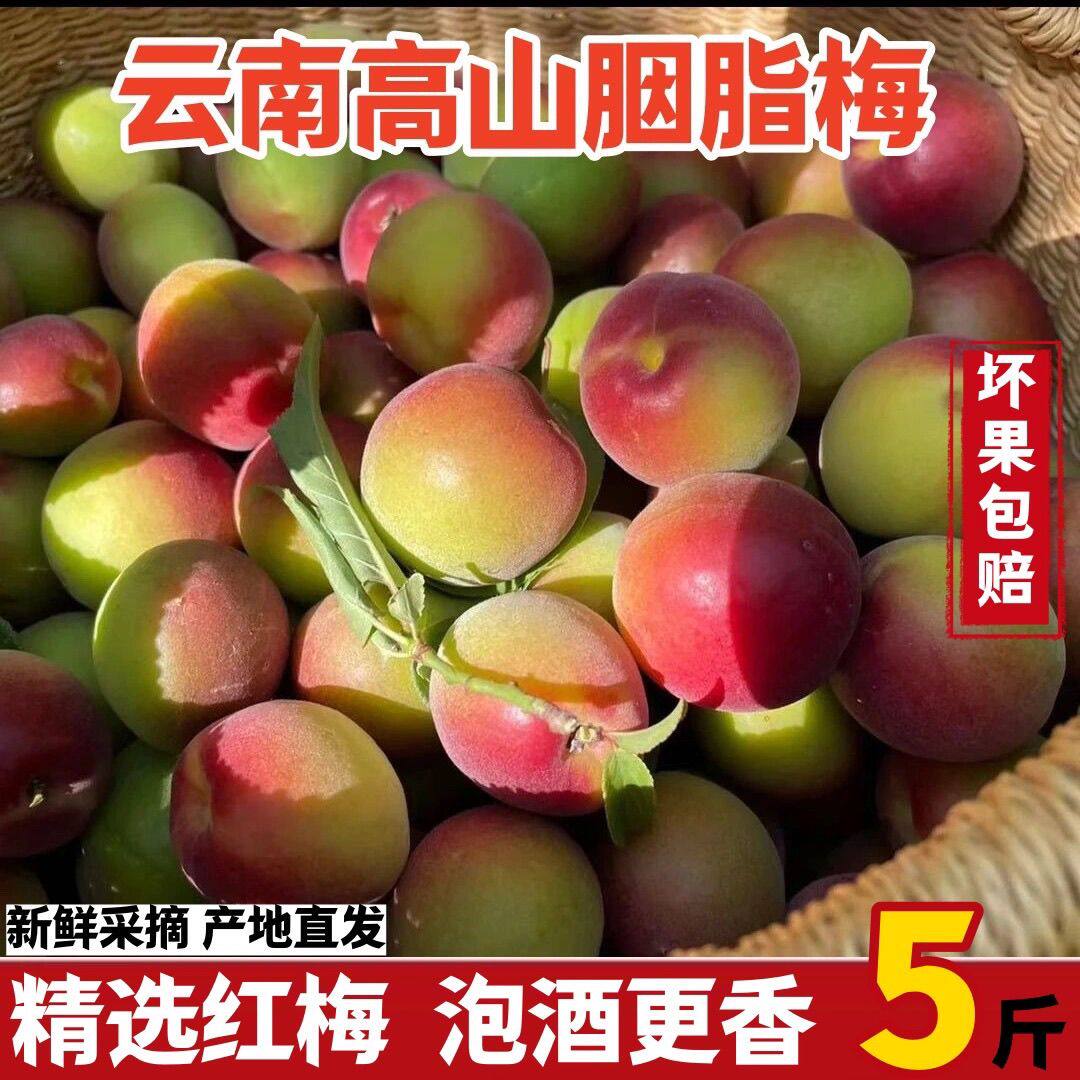 2026云南胭脂梅青梅鲜果新鲜高山野生胭脂红梅子泡酒水果酵素5斤