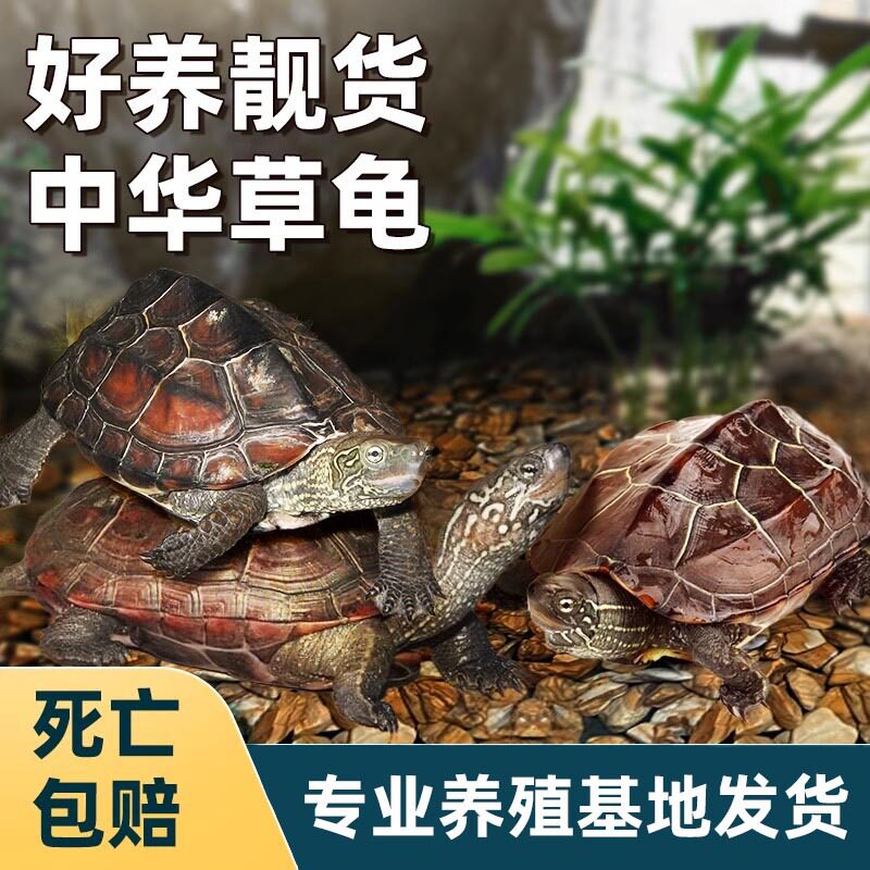 中华草龟活体小乌龟饲养观赏龟淡水草龟乌龟活物宠物乌龟苗