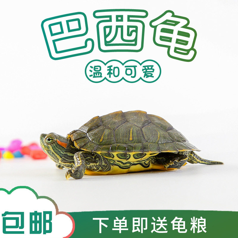 巴西龟幼体活体宠物龟3-4厘米包邮送龟粮温和可爱