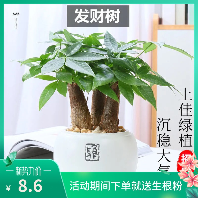 发财树桌面绿植办公室客厅四季常青富贵竹八方来财花卉吸甲醛招财