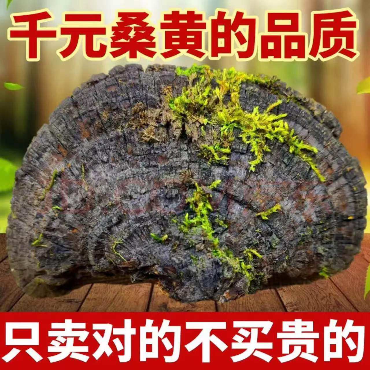 30年西藏野生桑树桑黄特级(3个)