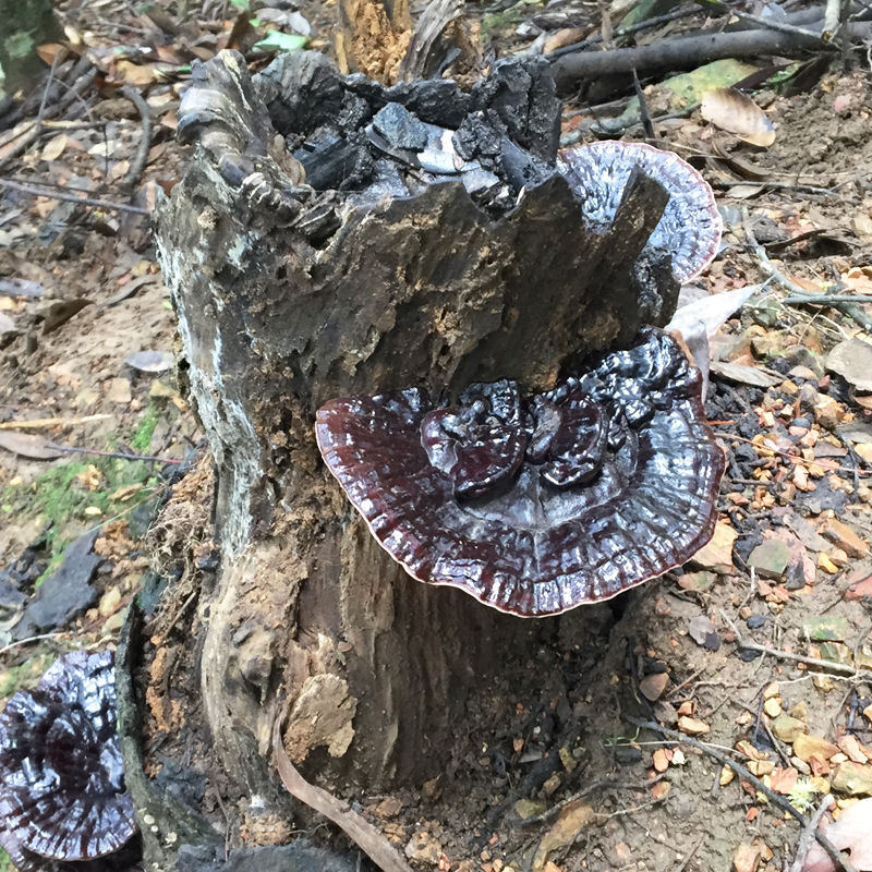 长白山纯野生小金边灵芝假一赔十
