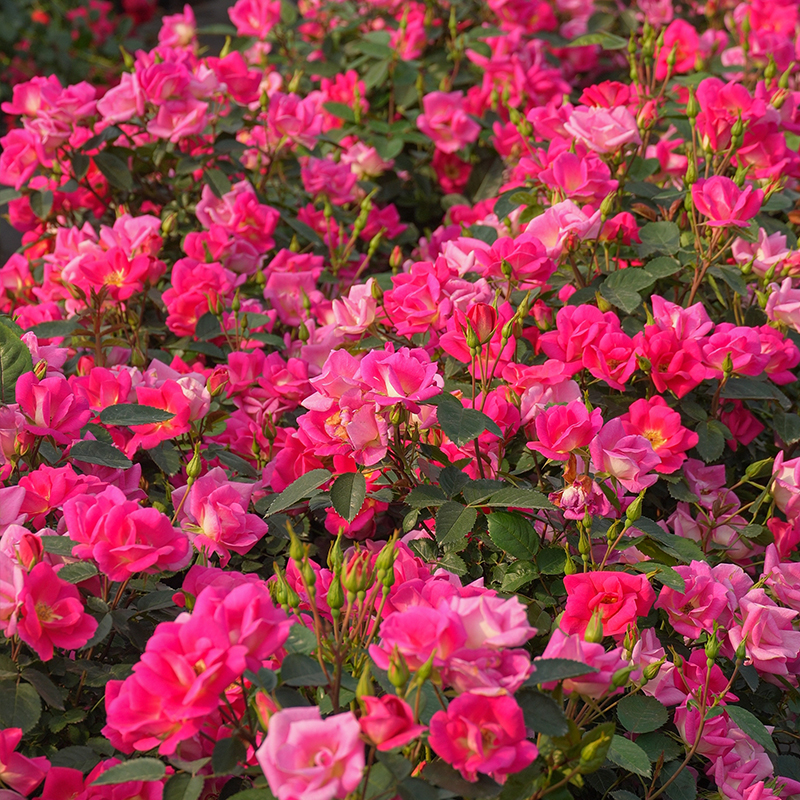 天狼月季梦繁星自育新品低维护耐热丰花半重瓣灌木月季