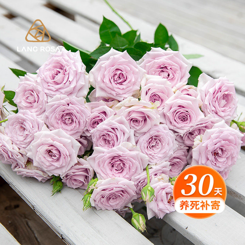 天狼非自育月季合集庭院阳台植物玫瑰盆栽花苗家庭园艺爱莎茶花女,鲜花速递/花卉仿真/绿植园艺,月季/蔷薇/玫瑰,淘宝优惠券,粉丝福利购,淘宝优惠卷