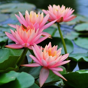 盆栽耐寒丰花易养水生植物花卉 四季 天狼 睡莲块根水培植物