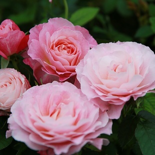 天狼月季海神王阳台庭院微型灌木盆栽地栽新手推荐浅粉色多头丰花