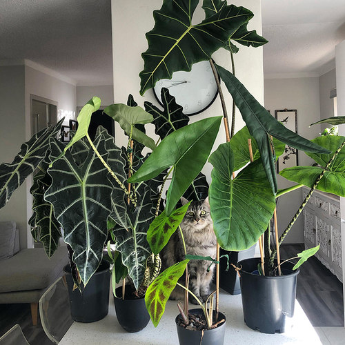 绿天鹅绒室内客厅窗台净化空气