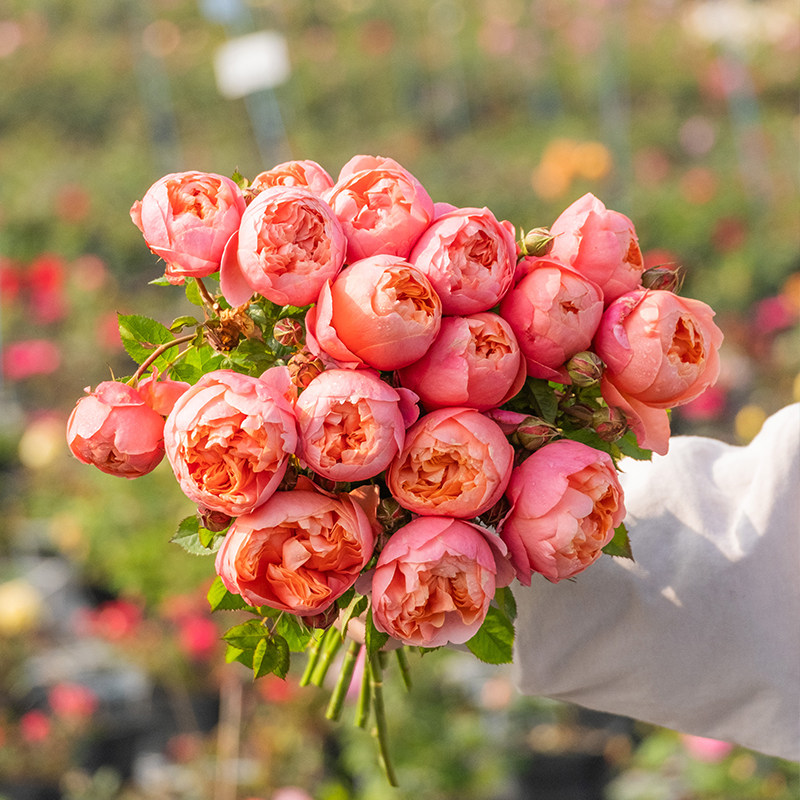 天狼月季惊秋自育新品橘色包子型丰花灌木耐热两广推荐花卉盆栽,鲜花速递/花卉仿真/绿植园艺,月季/蔷薇/玫瑰,淘宝优惠券,粉丝福利购,淘宝优惠卷