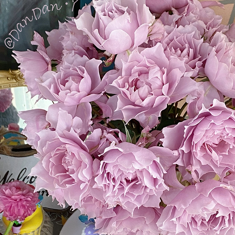 天狼鲜花果汁阳台盆栽多季