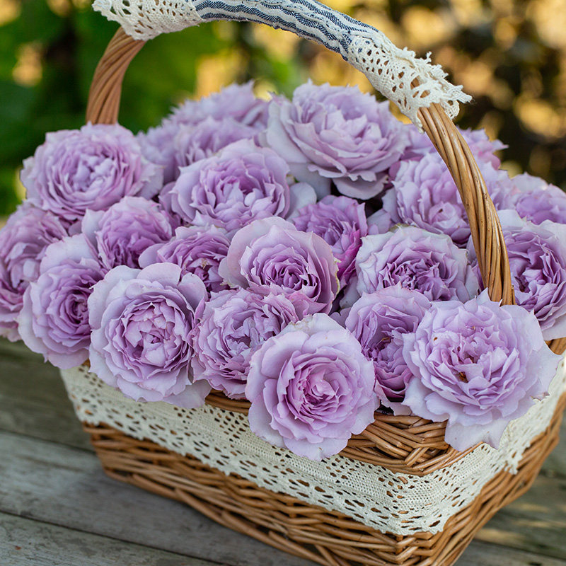 【照夜清】天狼月季国产自育月季玫瑰 多季开花浓香耐热丰花灌木