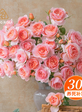 天狼自育月季合集阳台庭院多季玫瑰花卉盆栽苗妍姿凝脂朱砂碗