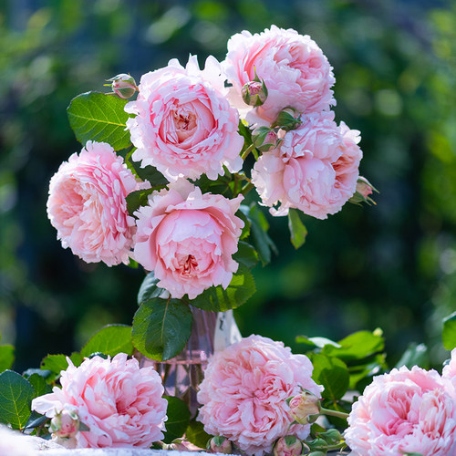 【妍姿】天狼月季楼顶开张直立灌木盆栽新手推荐家庭园艺观赏花卉