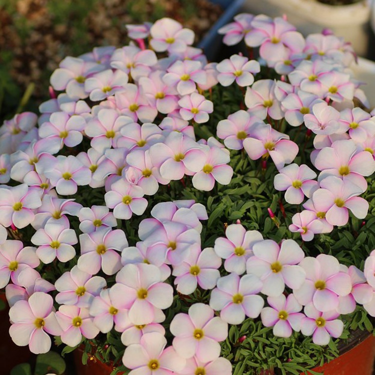 天狼酢浆草易爆盆开花植物