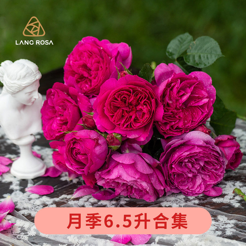 天狼月季6.5升剪秋水黑巴克粉黛庭院阳台多季观赏绿植花卉盆栽苗