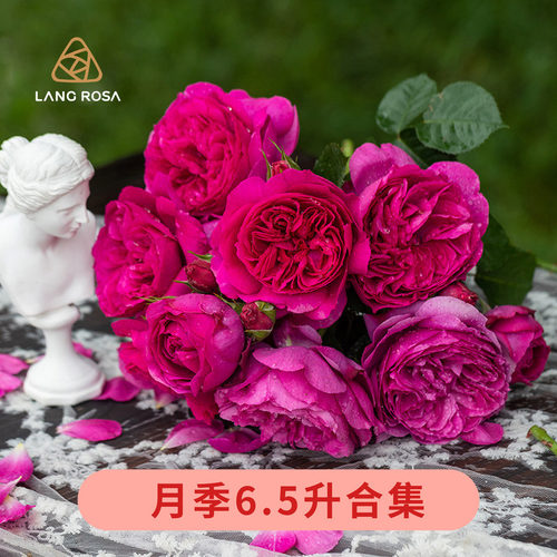 天狼6.5升月季玫瑰盆栽苗