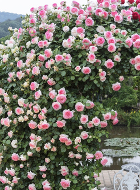 【藤本月季】天狼月季月季庭院花园植物花卉盆栽蓝色阴雨龙沙宝石