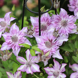 天狼藤本皇后铁线莲盆栽花苗市长乌托邦等爬藤拱门重瓣大花花卉