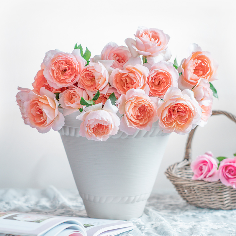 天狼月季国产自育耐热丰花灌木