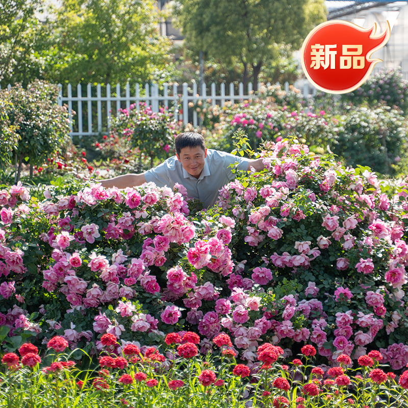 天狼月季国产自育大花耐热灌木