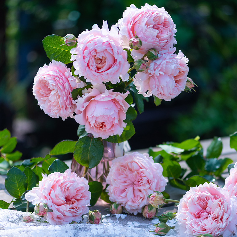 天狼月季国产自育多季大花灌木