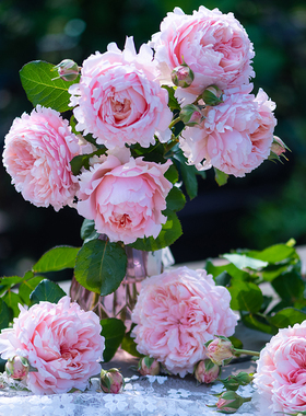 天狼月季妍姿国产自育月季多季大花杂交茶香月季基地直发