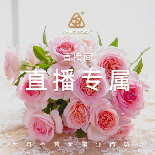 天狼月季一物一拍重瓣好看